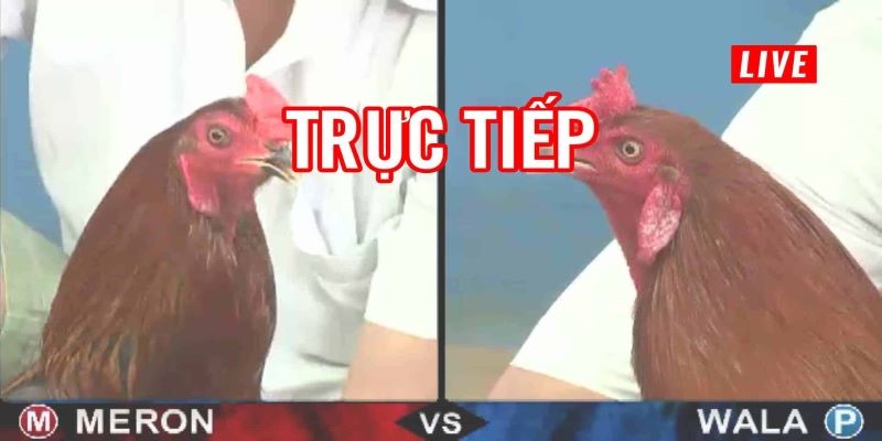 Kèo đá gà trực tiếp hấp dẫn tại Uk88